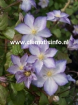 Clematis LUCKY CHARM 